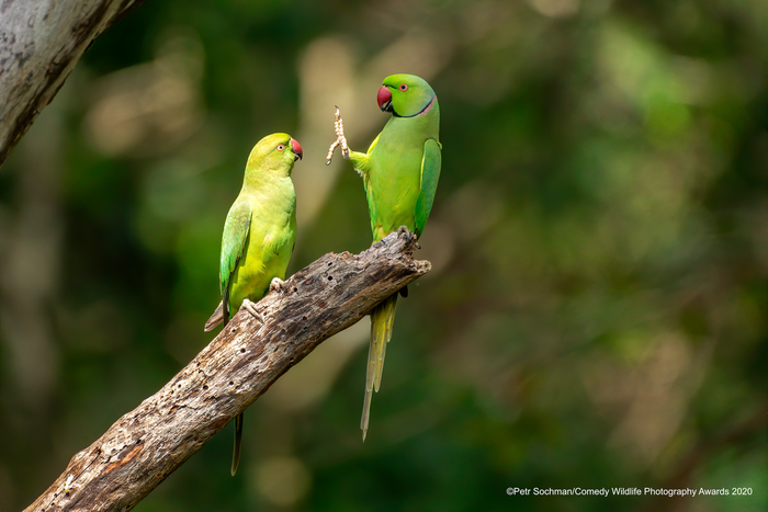 © Петр Сочман / Comedy Wildlife Photo Awards 2020