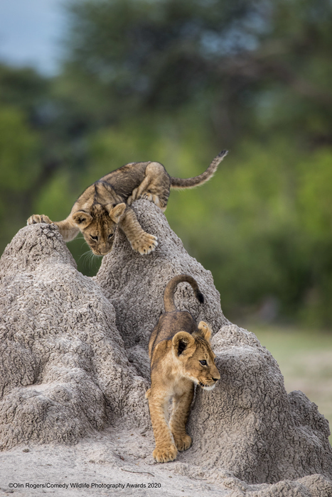 © Олин Роджерс / Comedy Wildlife Photo Awards 2020