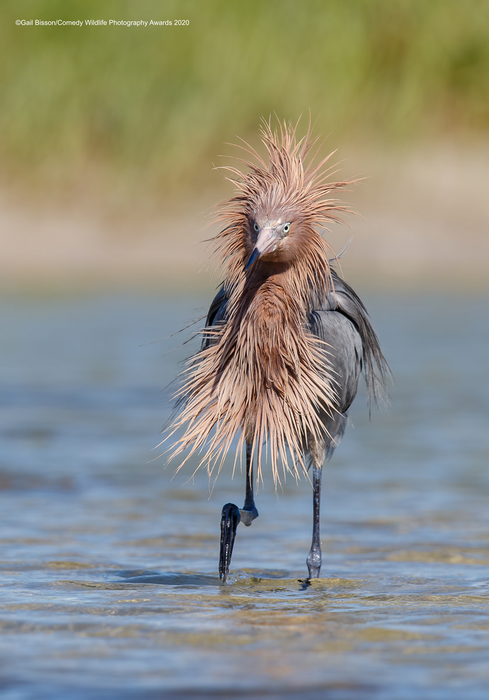 © Гейл Биссон / Comedy Wildlife Photo Awards 2020