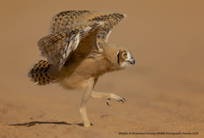 © Надер аль-Шаммари / Comedy Wildlife Photo Awards 2020