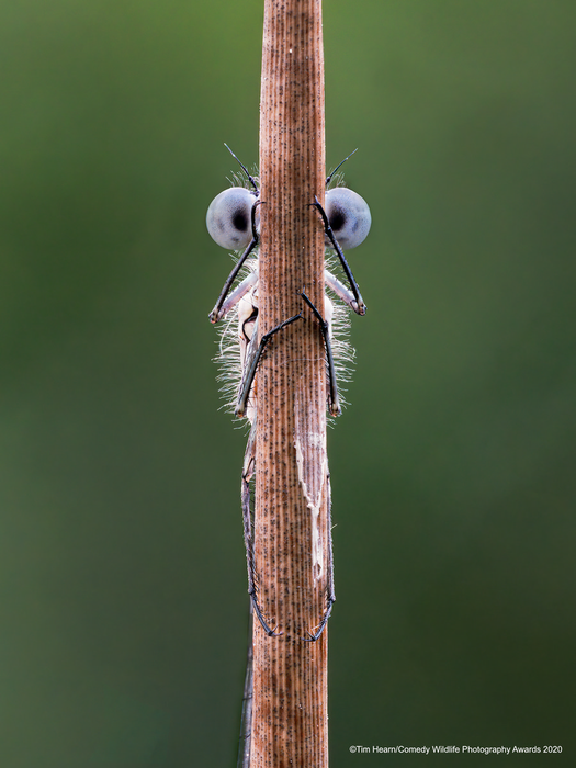 © Тим Хирн / Comedy Wildlife Photo Awards 2020