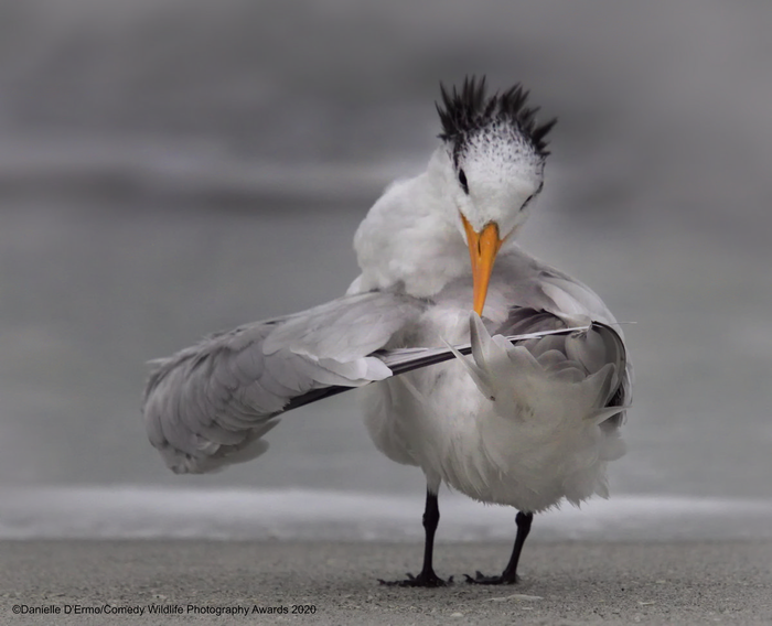 © Даниэль Д'Эрмо / Comedy Wildlife Photo Awards 2020