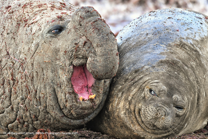 © Луис Бергено / Comedy Wildlife Photo Awards 2020