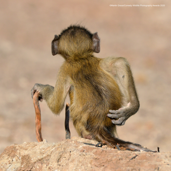 © Мартин Грейс / Comedy Wildlife Photo Awards 2020