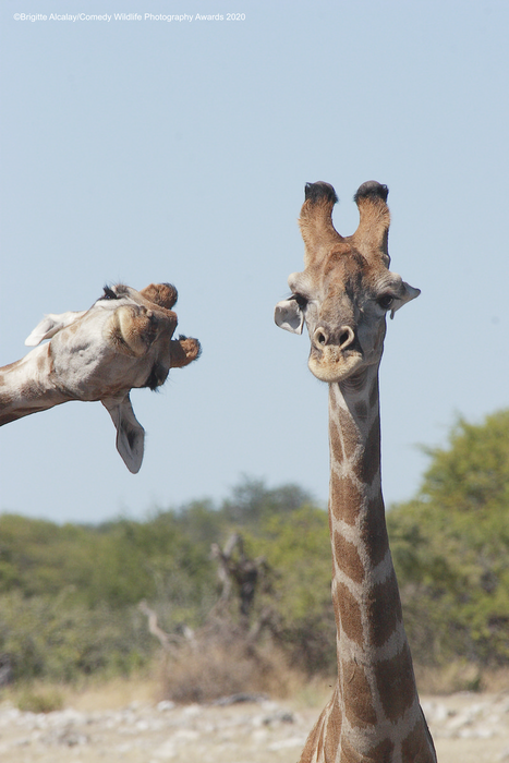 © Брижит Алкалай Маркон / Comedy Wildlife Photo Awards 2020