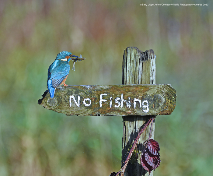 © Салли Ллойд-Джонс / Comedy Wildlife Photo Awards 2020