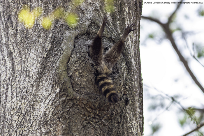 © Чарли Дэвидсон / Comedy Wildlife Photo Awards 2020