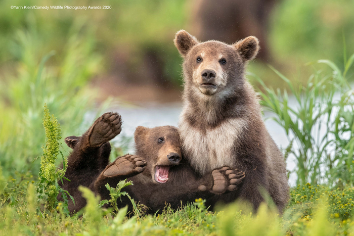 © Ярин Кляйн / Comedy Wildlife Photo Awards 2020