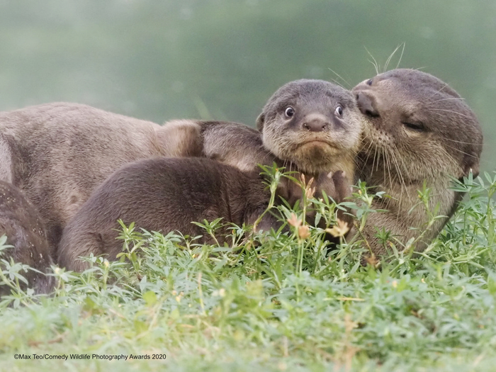 © Макс Тео / Comedy Wildlife Photo Awards 2020
