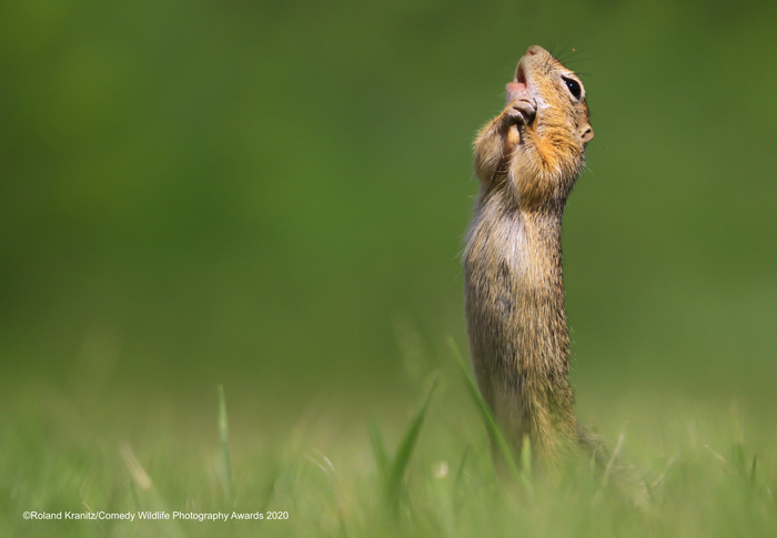 © Роланд Краниц / Comedy Wildlife Photo Awards 2020