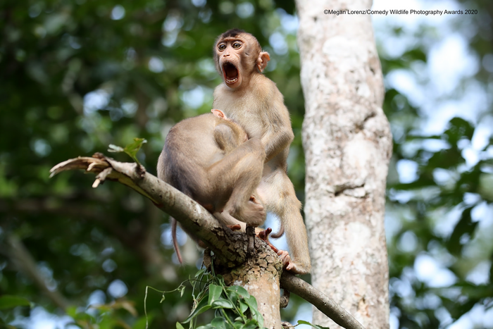 © Меган Лоренц / Comedy Wildlife Photo Awards 2020