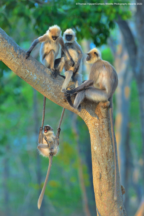 © Томас Виджаян / Comedy Wildlife Photo Awards 2020