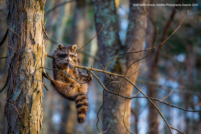 © Джилл Нефф / Comedy Wildlife Photo Awards 2020