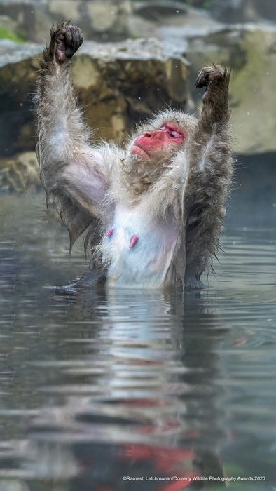 © Рамеш Летчманан / Comedy Wildlife Photo Awards 2020