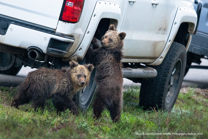 © Кей Коциан / Comedy Wildlife Photo Awards 2020