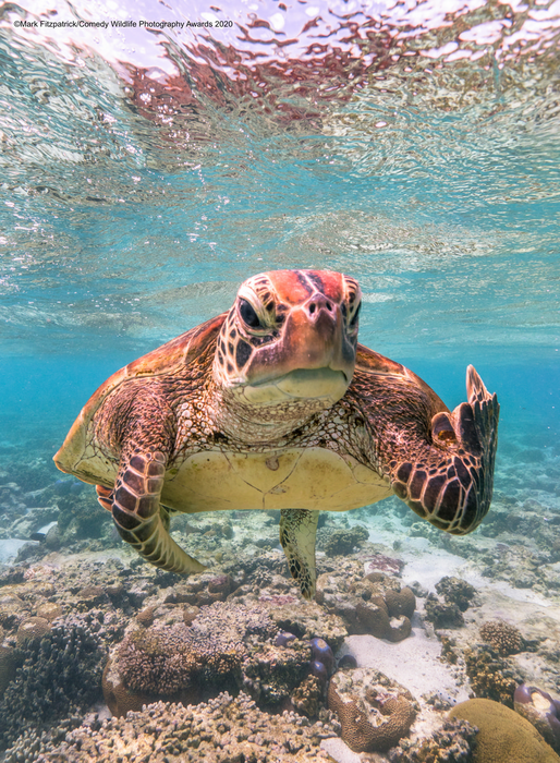 © Марк Фицпатрик / Comedy Wildlife Photo Awards 2020