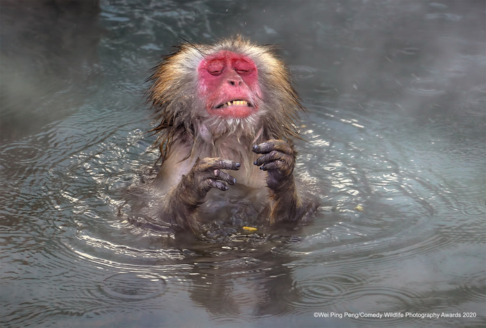 © Вэй Пинг Пэн / Comedy Wildlife Photo Awards 2020