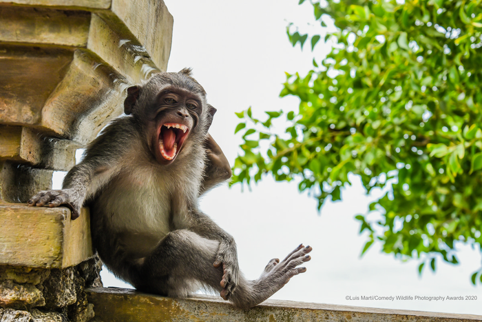 © Луис Марти / Comedy Wildlife Photo Awards 2020