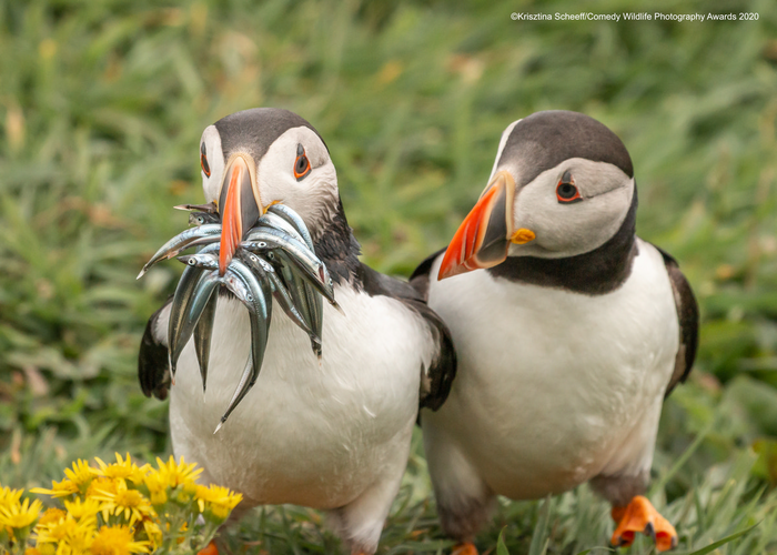 © Кристина Шиф / Comedy Wildlife Photo Awards 2020