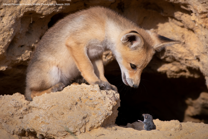© Аяла Фишаймер / Comedy Wildlife Photo Awards 2020