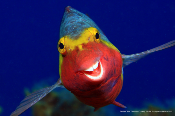 © Артур Телле Тимен / Comedy Wildlife Photo Awards 2020