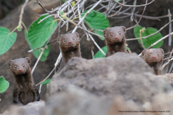© Асаф Серет / Comedy Wildlife Photo Awards 2020
