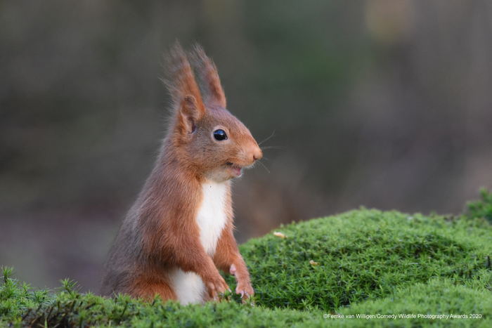 © Фемке ван Виллиген / Comedy Wildlife Photo Awards 2020