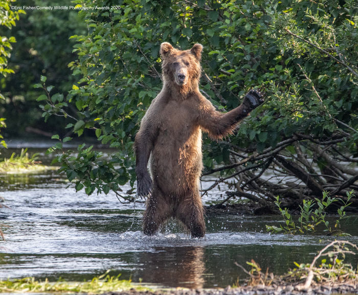 © Эрик Фишер / Comedy Wildlife Photo Awards 2020