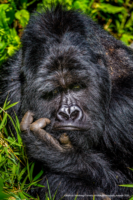 © Маркус Вестберг / Comedy Wildlife Photo Awards 2020